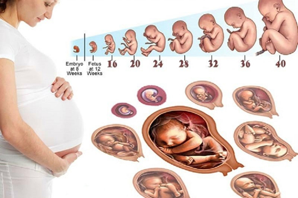 Cùng tìm hiểu về các giai đoạn phát triển của thai nhi