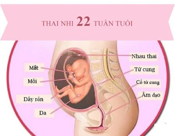 thai-nhi-22-tuan Thai nhi tuần 22