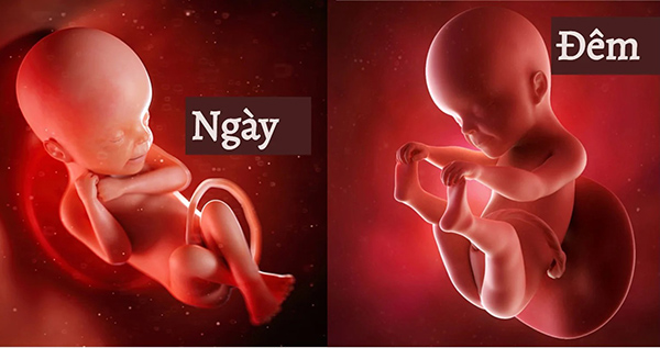 Mẹ sẽ cảm nhận được thai nhi đạp nhiều vào ban đêm hơn là ban ngày